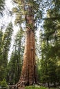 Giant sequoia tree Sequoiadendron giganteum in Sequoia National Royalty Free Stock Photo