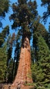 Giant sequoia  tree Royalty Free Stock Photo