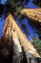 Giant Sequoia Trees Royalty Free Stock Photo