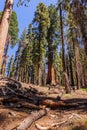 Giant Sequoia in the Sherman Grove Royalty Free Stock Photo