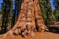 Giant Sequoia in the Sherman Grove Royalty Free Stock Photo