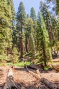 Giant Sequoia in the Sherman Grove Royalty Free Stock Photo