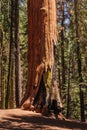 Giant Sequoia in the Sherman Grove Royalty Free Stock Photo