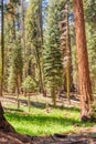 Giant Sequoia in the Sherman Grove Royalty Free Stock Photo