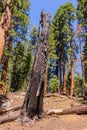 Giant Sequoia in the Sherman Grove Royalty Free Stock Photo