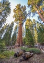 Giant Sequoia Trees Royalty Free Stock Photo