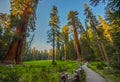 Giant Sequoia Trees Royalty Free Stock Photo