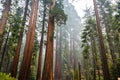 Giant Sequoia trees in Mariposa Grove, Yosemite National Park Royalty Free Stock Photo