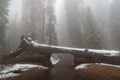 Giant Sequoia Trees in Sequoia National Park , USA Royalty Free Stock Photo