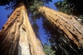 Giant Sequoia Trees, Sequoia National Park, California Royalty Free Stock Photo