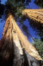 Giant Sequoia Trees, Sequoia National Park, California Royalty Free Stock Photo