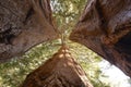 Giant sequoia trees, sequoia national park, california, united s Royalty Free Stock Photo