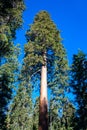 Giant Sequoia trees (Sequoiadendron giganteum) in Sequoia National Park, California, USA Royalty Free Stock Photo