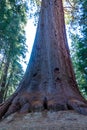 Giant Sequoia trees (Sequoiadendron giganteum) in Sequoia National Park, California, USA Royalty Free Stock Photo
