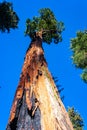 Giant Sequoia trees (Sequoiadendron giganteum) in Sequoia National Park, California, USA Royalty Free Stock Photo