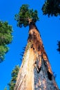 Giant Sequoia trees (Sequoiadendron giganteum) in Sequoia National Park, California, USA Royalty Free Stock Photo