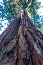 Giant Sequoia trees (Sequoiadendron giganteum) in Sequoia National Park, California, USA Royalty Free Stock Photo