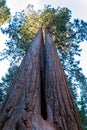 Giant Sequoia trees (Sequoiadendron giganteum) in Sequoia National Park, California, USA Royalty Free Stock Photo