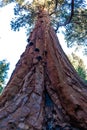 Giant Sequoia trees (Sequoiadendron giganteum) in Sequoia National Park, California, USA Royalty Free Stock Photo