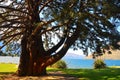 Giant Sequoia Wellingtonia Sequoiadendron giganteum