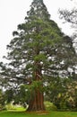 Giant Sequoia Wellingtonia Sequoiadendron giganteum