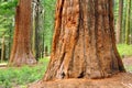 Giant Sequoias Royalty Free Stock Photo