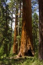 Giant Sequoias Royalty Free Stock Photo