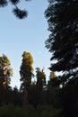 Giant Sequoias in California