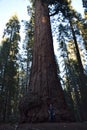 Giant Sequoias in California