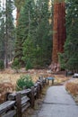 Giant sequoias in California