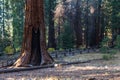 Giant sequoias in California