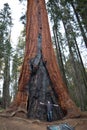 Giant Sequoias in California