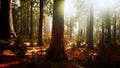 giant sequoias in the giant forest grove in the Sequoia National Park