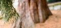 Giant Sequoias Forest. Sequoia detail bark, needles National Park