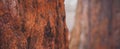 Giant Sequoias Forest. Sequoia detail bark, needles National Park.