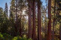 Giant Sequoias Forest. Sequoia National Forest in California, Sierra Nevada Mountains. Royalty Free Stock Photo