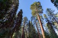 Giant Sequoias Forest. Sequoia National Forest in California, Sierra Nevada Mountains. Royalty Free Stock Photo