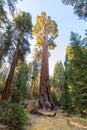 Giant Sequoias Forest. Sequoia National Forest in California, Sierra Nevada Mountains. Royalty Free Stock Photo