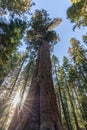 Giant Sequoias Forest. Sequoia National Forest in California, Sierra Nevada Mountains. Royalty Free Stock Photo