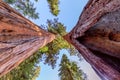 Giant Sequoias Forest. Sequoia National Forest in California, Sierra Nevada Mountains. Royalty Free Stock Photo