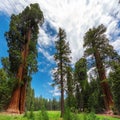 Redwood Trees in Sequoia National Park, California. Royalty Free Stock Photo