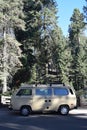 Giant Sequoias in California