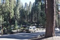 Giant Sequoias in California