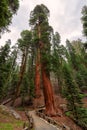 Giant sequoias in Sequoia national Park Royalty Free Stock Photo