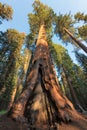 Giant Sequoias in the Sequoia National Park in California Royalty Free Stock Photo