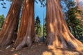 Giant Sequoias in Sequoia National park Royalty Free Stock Photo