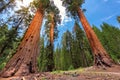 Giant Sequoias in Sequoia National park Royalty Free Stock Photo