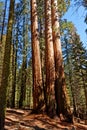 Giant sequoias in Sequoia National Park Royalty Free Stock Photo