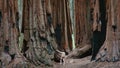 Giant Sequoias at Sequoia National Park Royalty Free Stock Photo