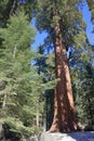 Sequoia National Park, Sierra Nevada, Giant Sequoias, Sequoiadendron giganteum, in General Sherman Grove, California Royalty Free Stock Photo